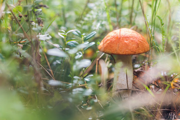Beautiful edible mushroom