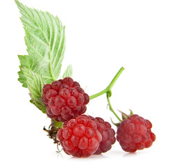 raspberry