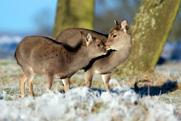 Two sika deer in the frost