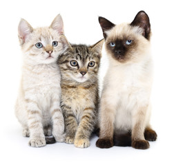 Fototapeta na wymiar Three small kittens