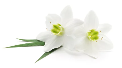 Afwasbaar Fotobehang Bloemen White flowers
