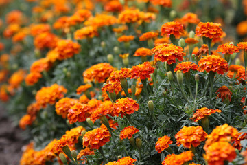 Marigolds