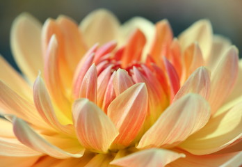 Closeup of a Beautiful Dahlia Flower in Vibrant Colors

