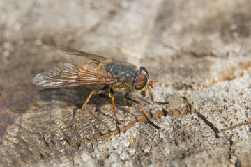 horsefly