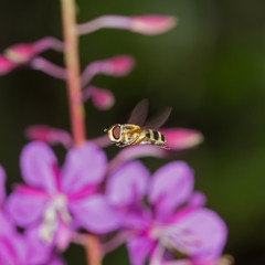 striped fly in flight