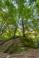 Beech trees in Ordesa Valley