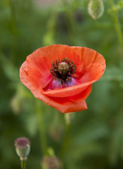Fototapeta premium flower of poppy