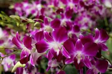 Beautiful purple orchid in garden.