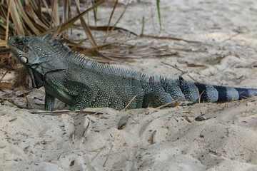 Iguana lizard portrait close-up