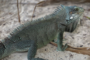 Iguana lizard portrait close-up