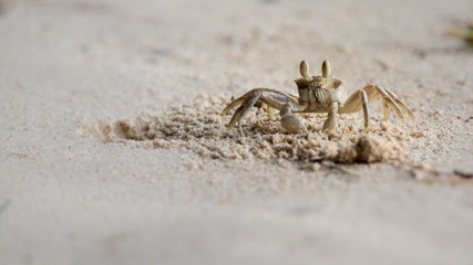 Seychellen Strandkrabbe