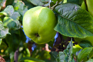  green apple