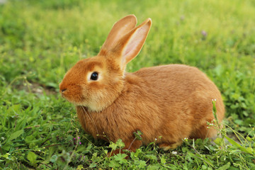 Young red rabbit on grass
