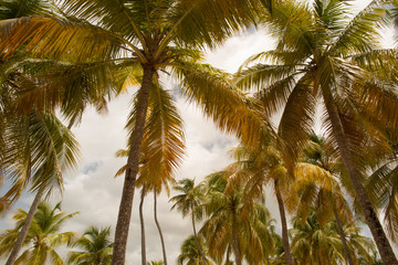 Fototapeta na wymiar Palm trees against cloudy sky.