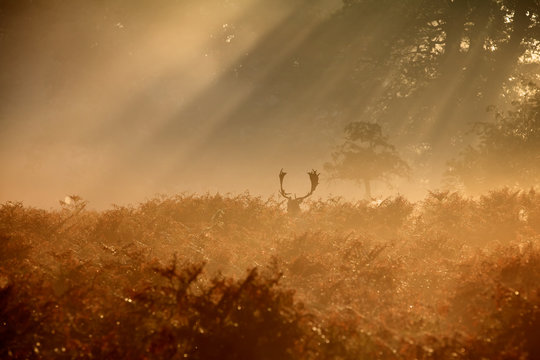 Fallow deer buck in the mist
