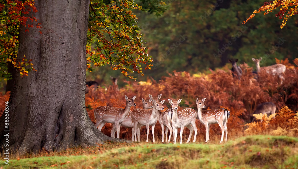 Canvas Prints group of fallow deer