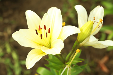 Obraz premium Beautiful spring flowers in the garden