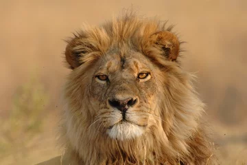 Crédence de cuisine en verre imprimé Lion Lion mâle regardant directement le spectateur