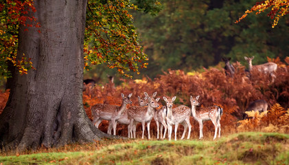 Group of fallow deer