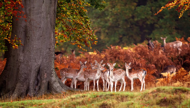 Group Of Fallow Deer