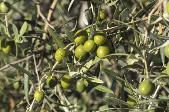 Olives growing in the tree
