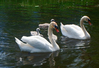  Swan Family