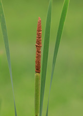 Cattail stack with cob