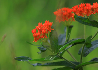 Butterfly Milkweed