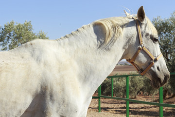 Beautiful white horse before being washed