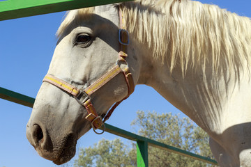 Close-up of white horse head behind a green fence