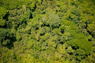 Naklejka premium Aerial view of the forest