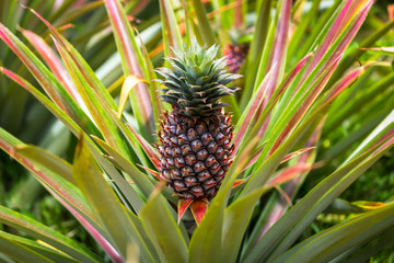 Fototapeta premium Seychellen Ananas