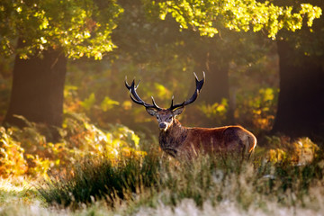 Large red deer in the forest