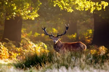 Schilderijen op glas Groot edelhert in het bos © bridgephotography