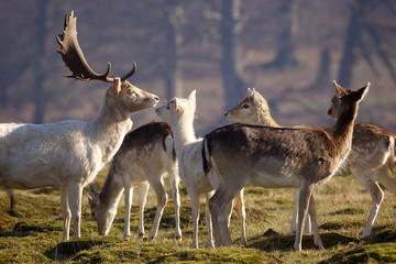 Group of fallow deer