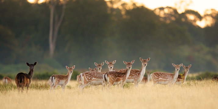 Group of fallow deer