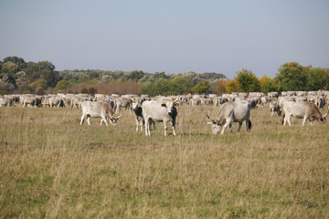 Fototapeta na wymiar Herd of hungarian grey steppe cattle grazing on meadow