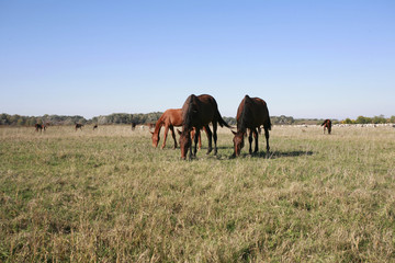 Horses grazing in hungarian steppe called is Puszta
