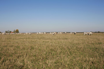 Fototapeta premium Herd of hungarian grey steppe cattle grazing on meadow