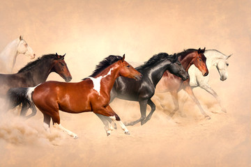 Fototapeta na wymiar Horse herd run gallop in desert at sunset