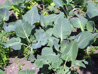 Kohlrabi