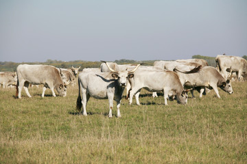Obraz premium Hungarian gray cattle cows with calves grazing on pasture summer