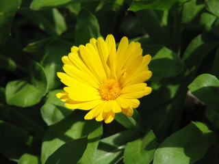 Garden marigold