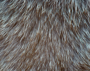 Gray natural fur background macro