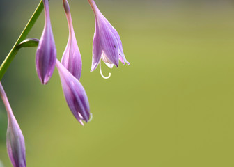 Purple bell flowers