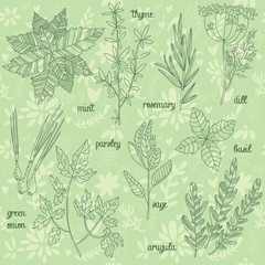 Herbs and spices set in vector.Mint,thyme,rosemary,dill,green on