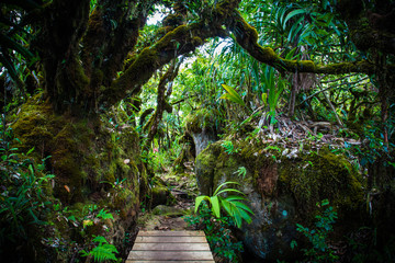 Seychellen Urwald