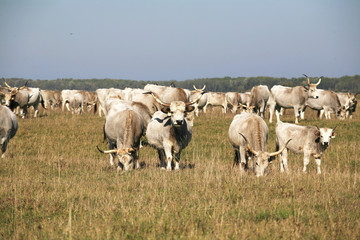 Obraz premium Herd of hungarian grey steppe cattle grazing on meadow