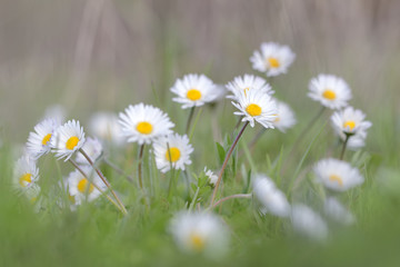 Daisy field bright summer background