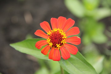 Любит не любит, а красоту наводит